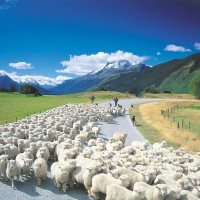 Glenorchy Sheep